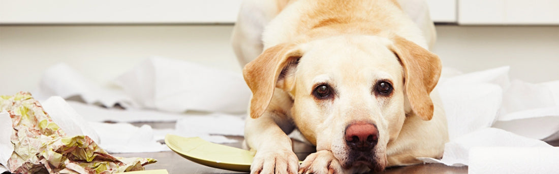 Guide: Det bedste beroligende til din hund i enhver situation