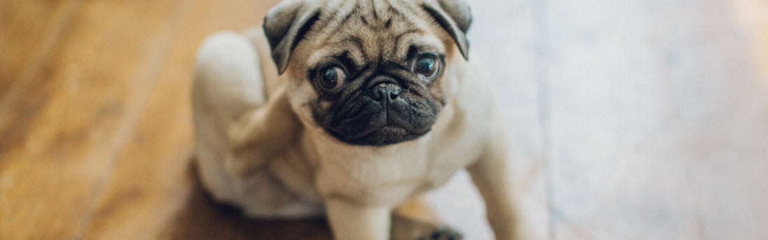 10 almindelige hudproblemer hos hunde