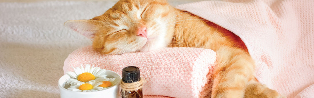 Giv din kat en spa-dag - pelspleje og massage til at forebygge skader