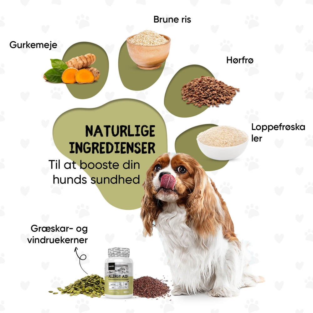 Et godt supplement til allergivenlig hundefoder