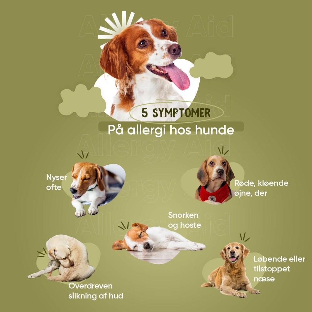 allergi hund - almindelige symptomer