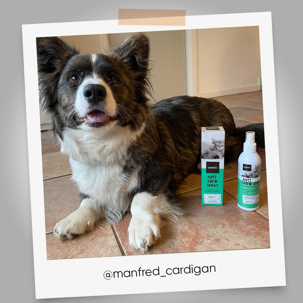 anti-chew-spray