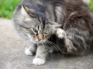 valgfri blok krone 10 Almindelige Hudproblemer din kat kan opleve | Animigo