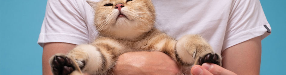 Massage til katte kan have en god effekt på kattens muskler, stivhed og spændinger.