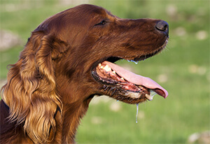 Regelmæssig tandbørstning er også vigtigt for hunde, og kan være med til at forebygge flere ubehagelige sygdomme.