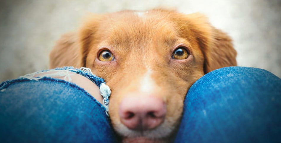 ønskelig Allergisk måtte Blærebetændelse hos hunde – symptomer og gode råd til behandling