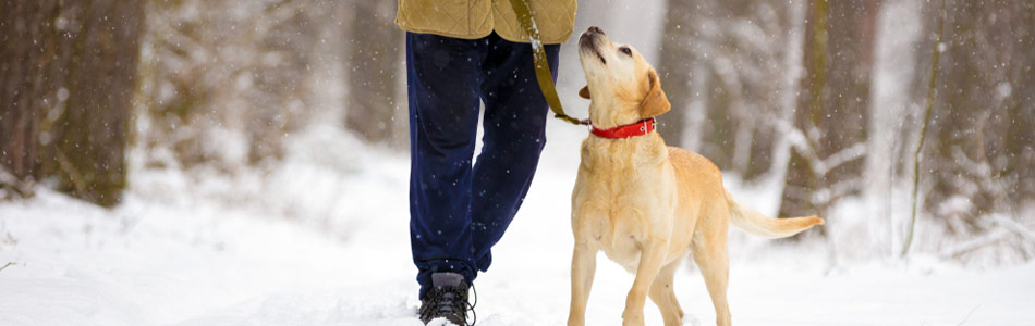 Sørg for at gå en god lang tur med hunden, før du tager på arbejde. På den måde er hunden træt og kan bedre håndtere adskillelsen.