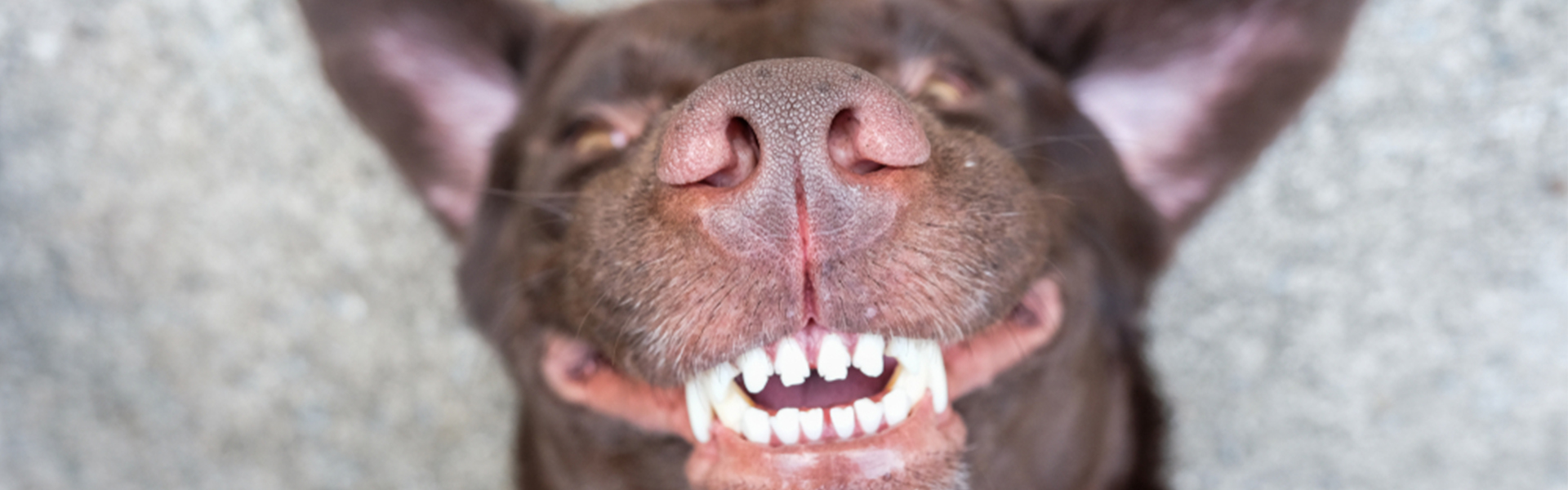 Rens din hunds tænder uden at dem: En guide