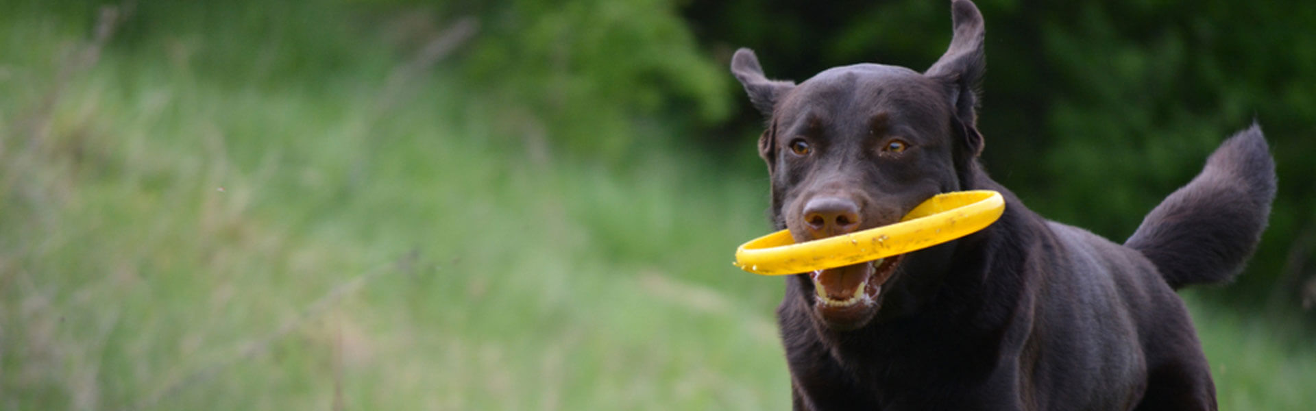 Gennemvæd Dokument komme ud for 6 gode aktiviteter til at holde din hund sund og slank