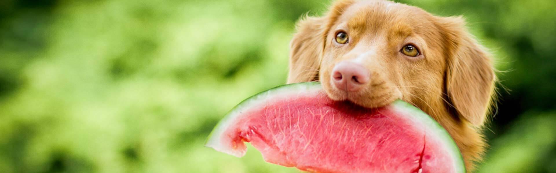 Imagination ozon Pastor Hvilke frugter og grøntsager kan din hund tåle?
