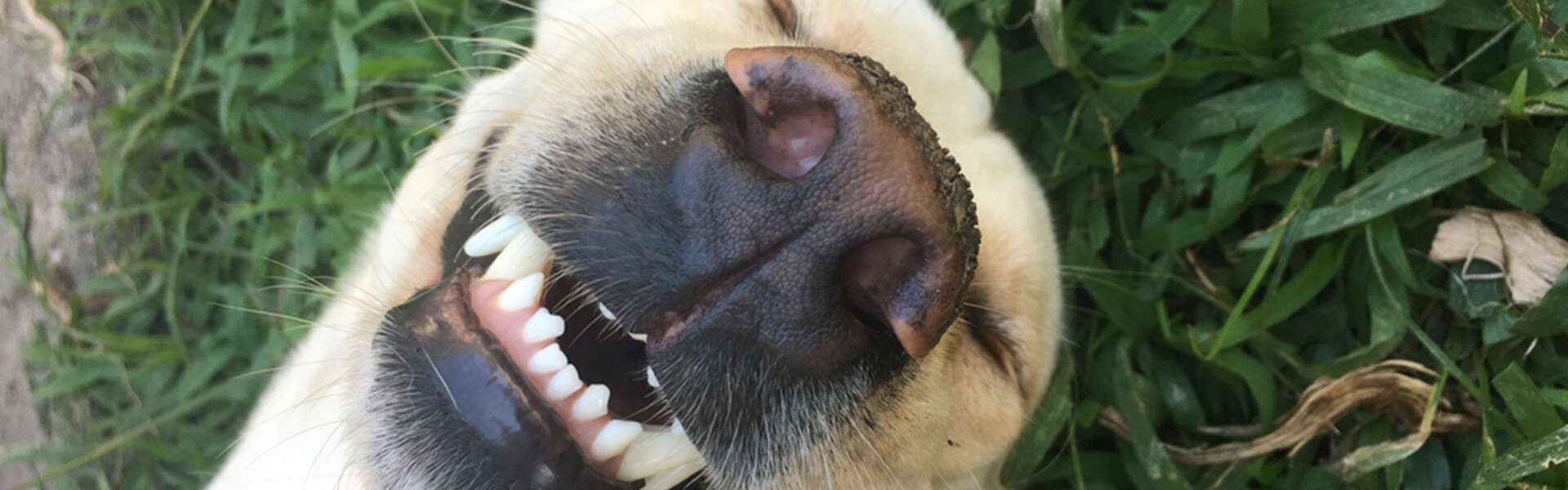 Udfordring Observatory sfærisk Tandpleje hos hunde - sådan forebygger du sygdomme med en god tandhygiejne