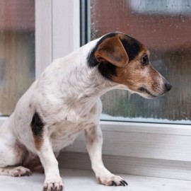 hylde virkelighed Byblomst 12 symptomer på stress eller angst hos hunde