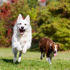 Glucosamin Til Hunde, Hvorfor Er Det Vigtigt? 