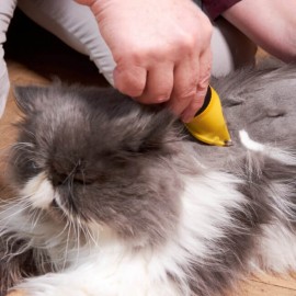 10 Almindelige Hudproblemer din kat kan | Animigo