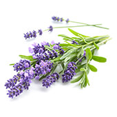 Lavendeloliel