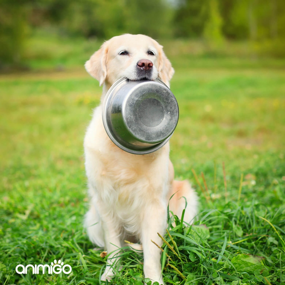 Hjælp din hunds tarmflora og giv din hund en mave og fordøjelse i balance