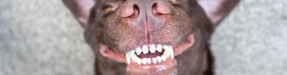 Din hunds tænder er vigtige at pleje, da de både er vigtige for at din hund kan spise og lege, og om nødvendigt beskytte sig selv