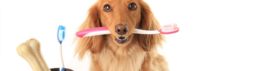 Tandpleje for hunde kan både indebære tandbørstning eller brug af diverse tyggepinde eller legetøj, der kan bidrage til at rense tænder og stimulere tandkød