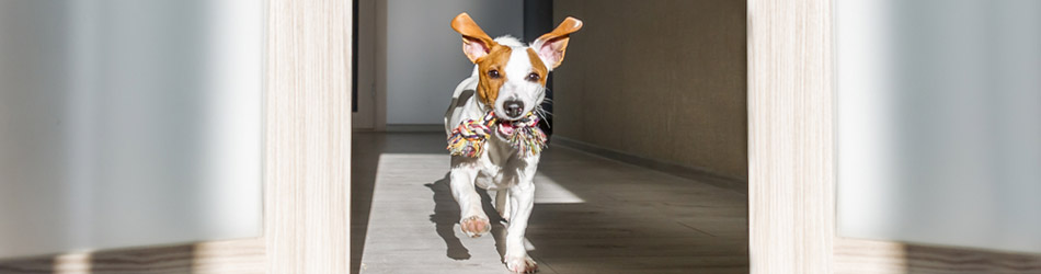 En hund der kommer løbende med legetøj når du kommer hjem, er ofte tegn på en glad hund