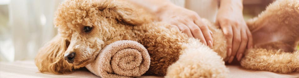 Massage kan have en positiv effekt på din hunds blodgennemstrømning og være med til at forebygge skader og stivhed.
