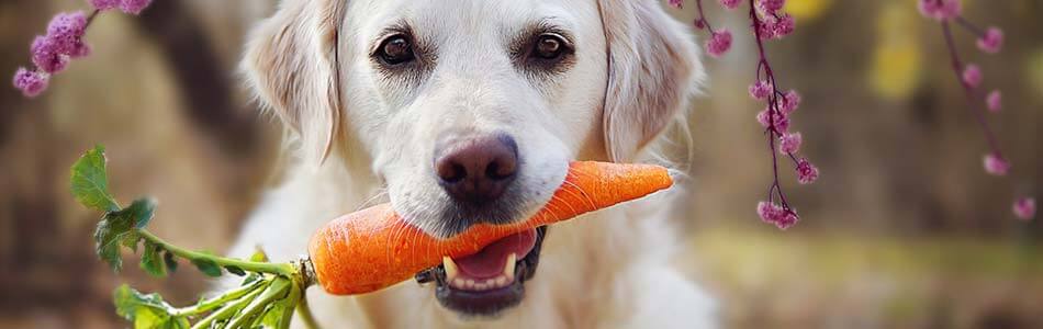 Knasende grøntsager er ikke kun rig på fibre, vitaminer og mineraler. De er også et godt alternativ til tyggeben, og er gode for din hunds tænder.