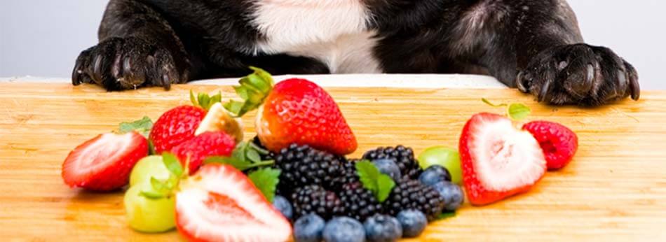 Hunde kan tåle og have gavn af mange forskellige frugter samt bær. Men det er vigtigt at have styr på, hvad din hund kan tåle.