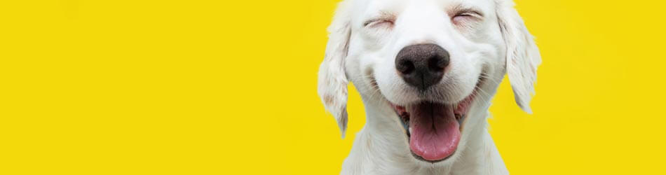 En glad hund er et tegn på at din hund har det godt, både fysisk og mentalt