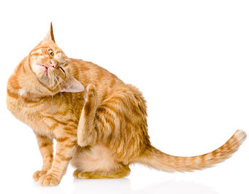 Undertrykke tegnebog Selv tak Katteallergi: din guide til allergi blandt katte | Animigo
