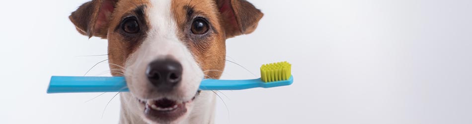 En god tandhygiejne er essentiel for, at din hund eller kat ikke får tandkødsproblemer eller dårlig ånde.
