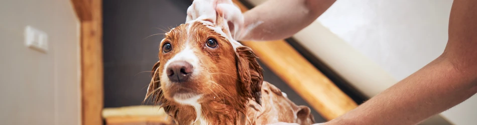 Med den rigtige pelspleje til hund kan du reducere fældning betragteligt.