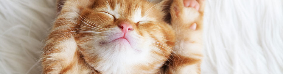 Sørg for at styrke din kats poter og snude med en god pote- og snudesalve.