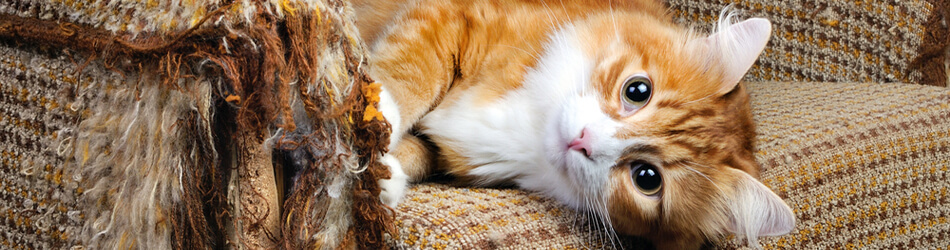 Et tydeligt tegn på at din kat er utilfreds, keder sig eller understimuleret er ødelagt møbler, gardiner og puder 