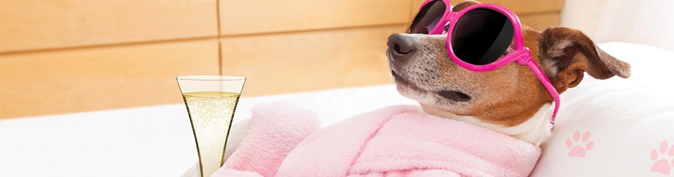 En god pelspleje er vigtigt for din hunds velvære og helbred.