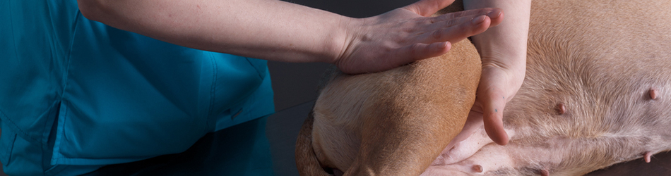 Massage kan være særligt effektivt til at hjælpe med at løsne stive led og give din hund bedre