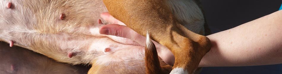 Massage af din hund kan have mange positive virkninger.