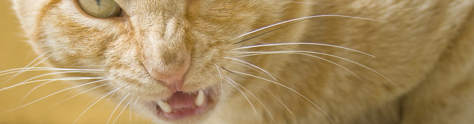 En aggresiv kat forsøger at få din opmærksomhed enten på grund af sygdom eller stress.