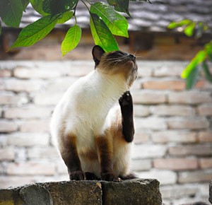 Enumerate forfølgelse Tænk fremad 10 Almindelige Hudproblemer din kat kan opleve | Animigo