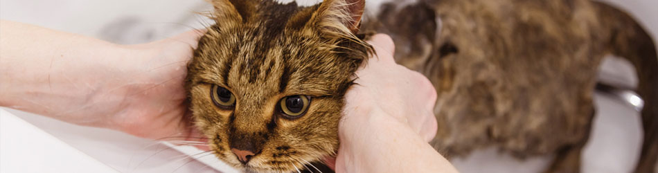Selvom katte rengør sig selv, kan de have brug for, at du giver dem et bad med shampoo og balsam.