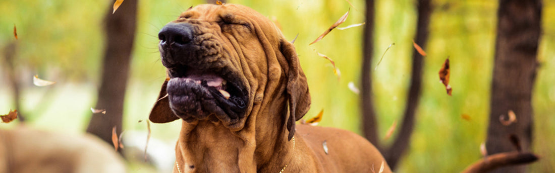 Allergitest til hunde