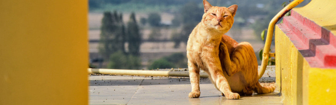10 Almindelige Hudproblemer hos Katte