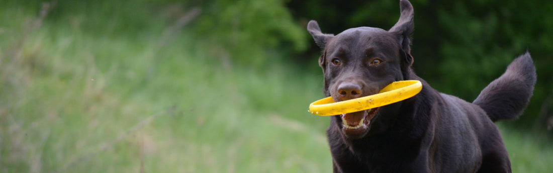 6 sjove aktiviteter til din hund i påsken - en aktiv hund er en sund hund