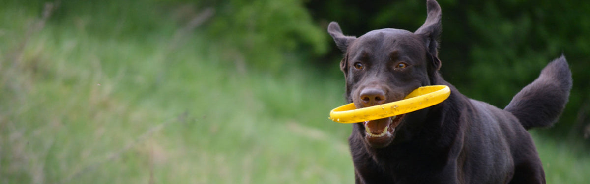 6 sjove aktiviteter til din hund i påsken - en aktiv hund er en sund hund