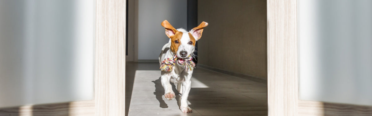Guide: er zoomies tegn på en glad hund?
