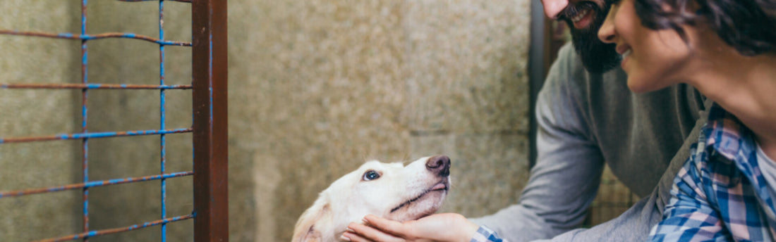 Familieforøgelse? Opskriften på en glad (adoptiv) hund