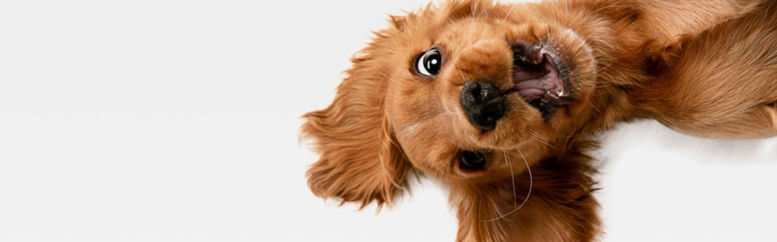 Det, der gør dig glad, gør også din hund glad