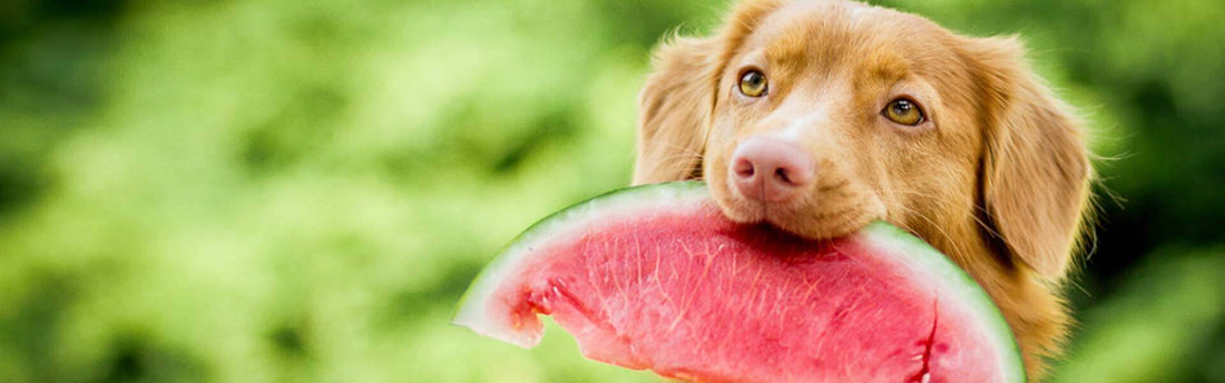 Hvilke frugter og grøntsager må hunde få?