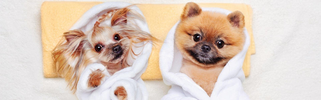 Sådan forkæler du din hund med en spa-dag - pelspleje og massage til at forebygge skader