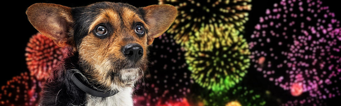 Er din hund bange for fyrværkeri? 9 effektive tips til at hjælpe din stressede hund nytårsaften