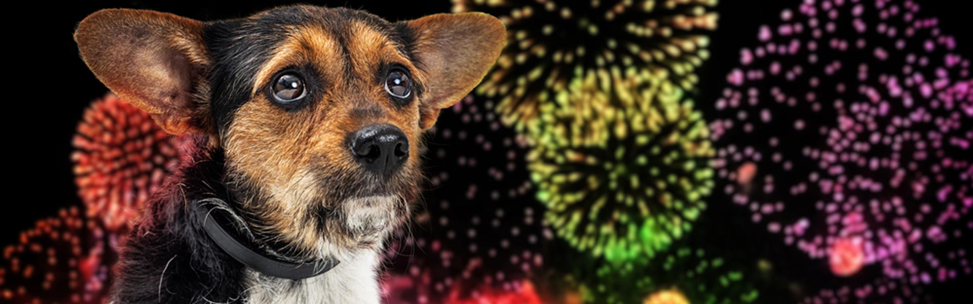 Er din hund bange for fyrværkeri? 9 effektive tips til at hjælpe din stressede hund nytårsaften