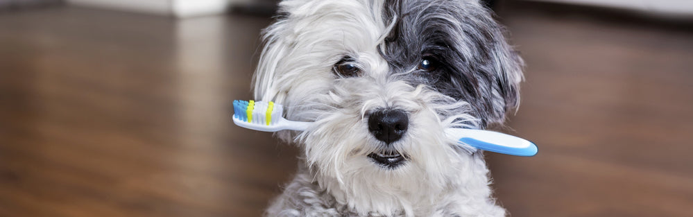 Det bedste hundemad til at undgå dårlige tænder